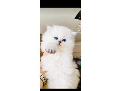 British longhair şecereli