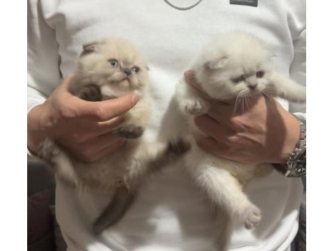 Scottish fold blue point üst kalite kardeşler