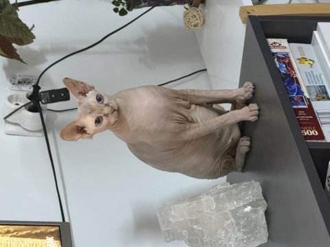 Yavru sphynx