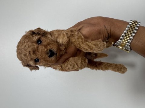 Şecereli sağlık garantili toy poodle yavru erkek ve dişi
