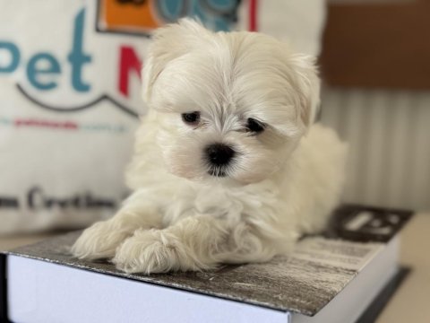 Petmode köpek çiftliğinden tea cup kore kan maltese