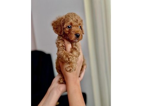 Poodle 3 aylık gönderim yoktur gelip alabilirsiniz