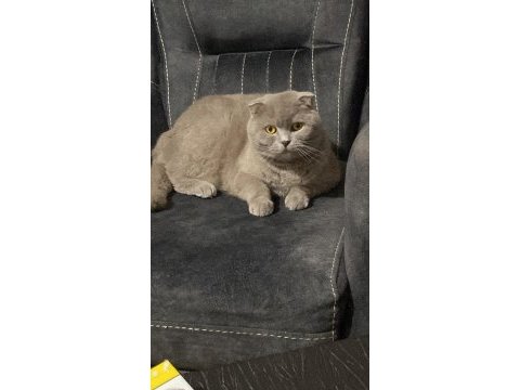 3 yaşında scottish fold kısır kedime yuva arıyorum