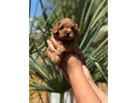 Maltipoo yavrularımız