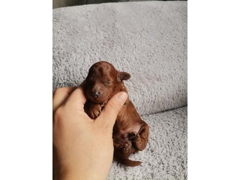 Toy poodle 2 erkek dark brown