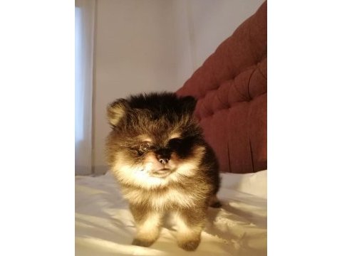 Pomeranian boo