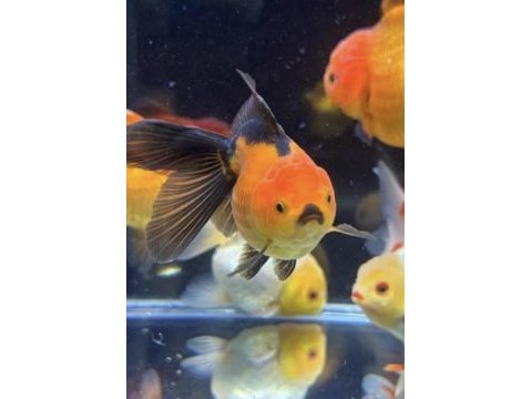 Oranda japon balığı