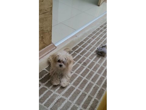 Mükemmel maltipoo