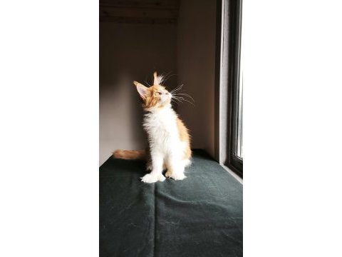 Xxl maine coon erkek tüm aşı ve belgeleri dahil şecereli