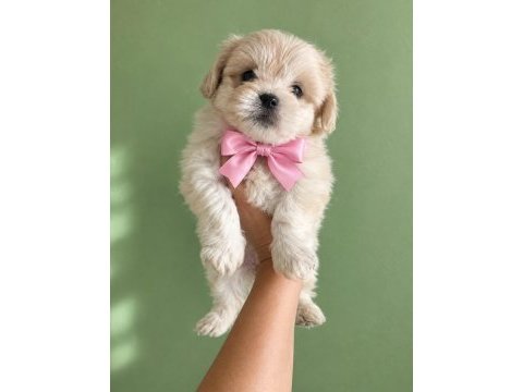 Maltese terrier yavrularımız