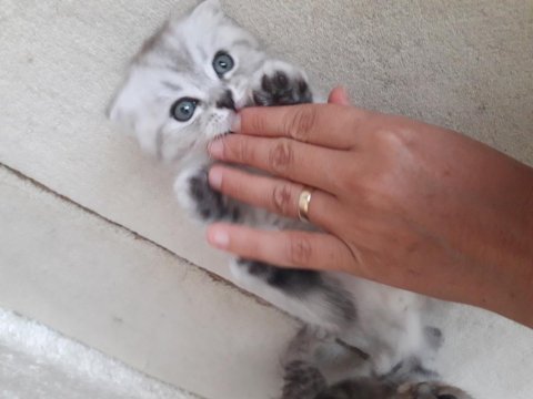 Yavru kedilerimiz yuvasını arıyor