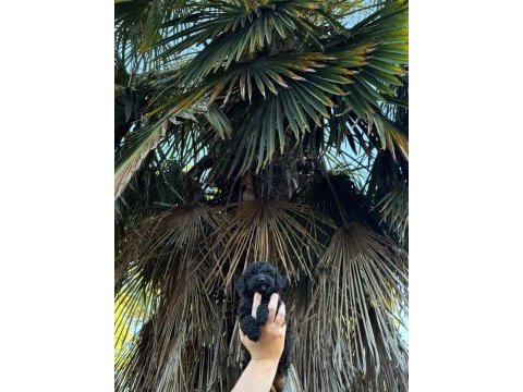 Toy poodle siyah inci