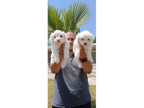 Safkan maltese terrier yavrular