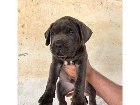 Dev cane corso italiano yavruları