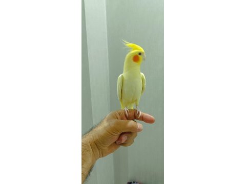 Erkek sultan papağanı
