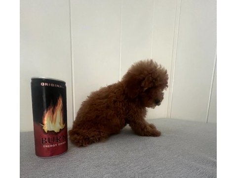 15 haziran doğumlu minik erkek ve dişi poodle