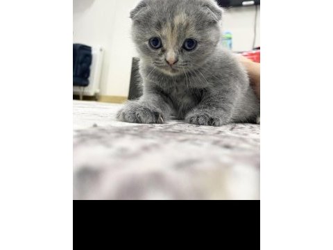 Scottish fold yavru