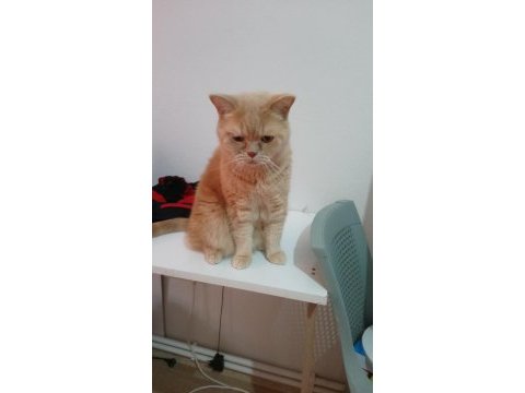 Scottish fold yavrularımıza yuva arıyoruz