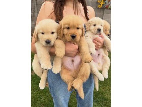 Golden retriever yavruları 
