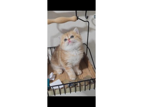 British shorthair kedisi