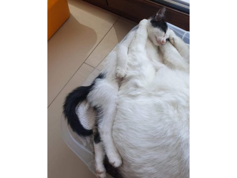 Sımsıcak yüreği olan bir dişi smokin kedi