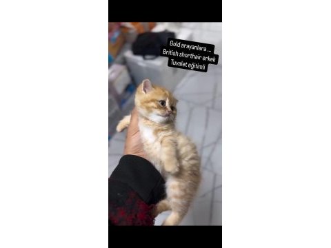 British shorthair golden arayanlara
