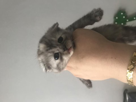 Scottish fold kediler