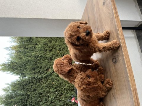 Sağlık garantili toy poodle bebekler