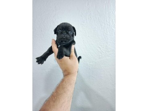 Pug mops yavrularımız teslime hazır