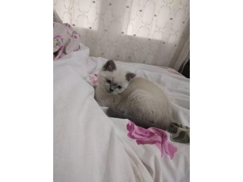 British shorthair bluepoint miniklerimiz ailelerini bekliyor