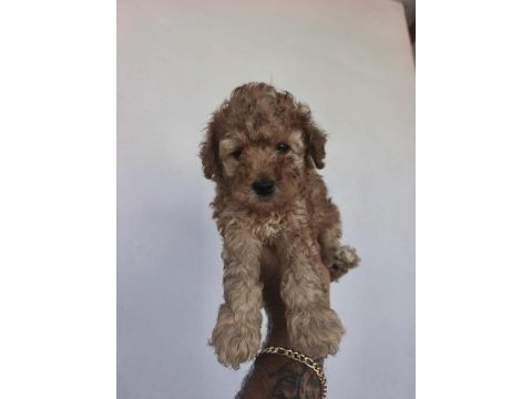 Toy poodle bebekler