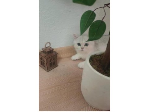 Üreticiden british shorthair