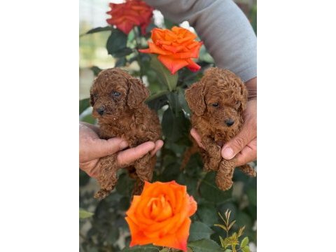 Redbrown toy poodle bebekler bursada