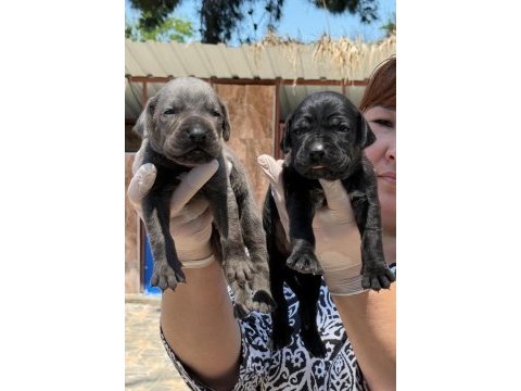 Cane corsa alan koruma köpeği yavruları 