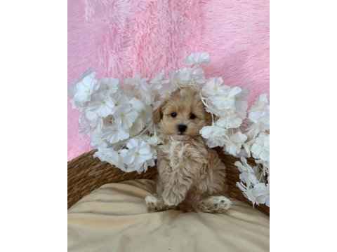 Irk garantili maltipoo yavruları 