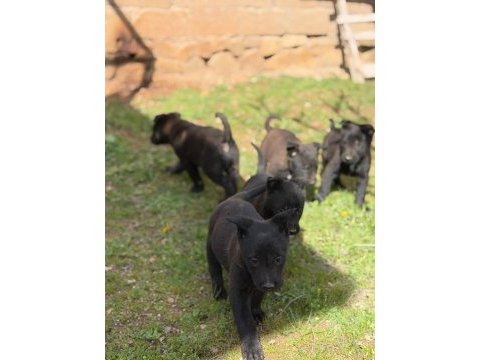 Safkan black malinois