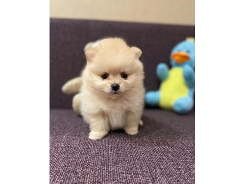 2 aylık pomeranian yavrularım