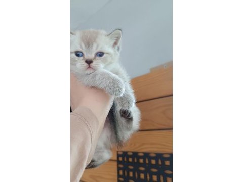 British shorthair yavrular sahiplendirilecektir