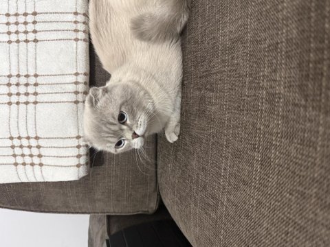 Evde kedi fazlalığından scottish fold