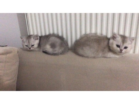 Güzeller güzeli british shorthair yavrular