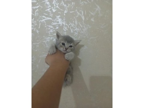 British shorthair kedileri