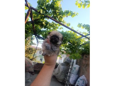 Pomeranian bebekler