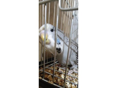 Show jumbo muhabbet kuşu yavrular
