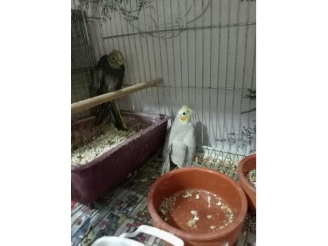 Yavru ve yaşında sultan papağanları