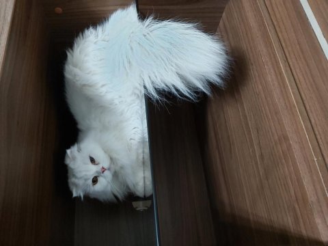 Scottish fold longhair sahiplendirilecek (konya içi)