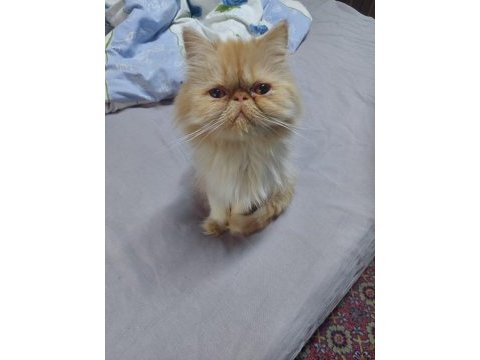 İran persian dişi kedimiz
