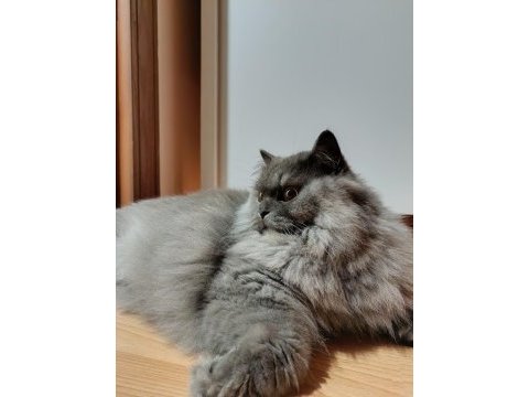 1.5 yaşında british longhair