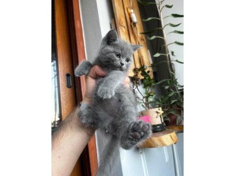 Brıtısh long ve short kediler