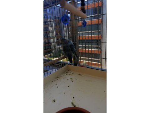 Garanti takım çift forpus ele gelir