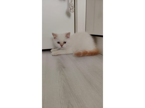 Dişi ve erkek british longhair mevcuttur